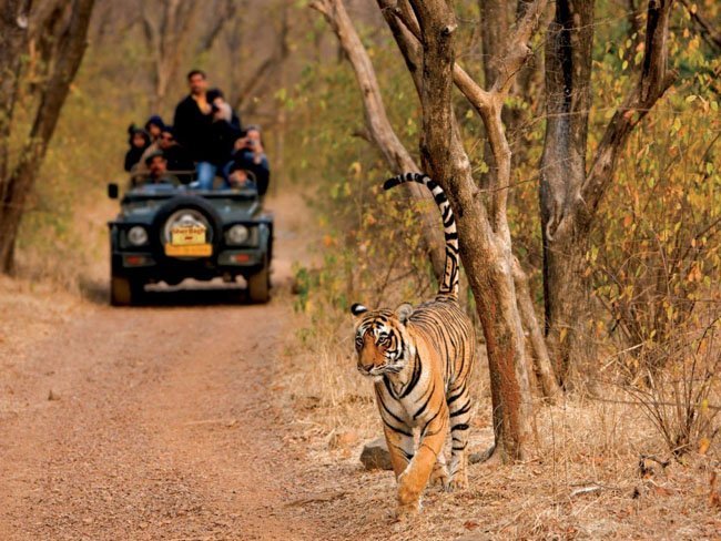 Ranthambore